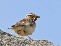 Heidelerche (Lullula arborea), Lesbos, Griechenland