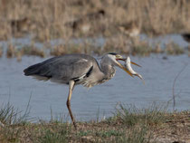 ... doch manchmal muss es schon ein Fisch sein (Bild: Albufera, Mallorca)