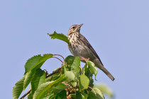 Baumpieper (Anthus trivialis), Thalheim