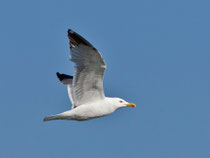 Mittelmeermöwe (Larus michahellis), Klingnauer Stausee