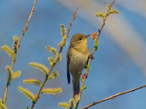 Fitis (Phylloscopus trochilus), Biebrza Nationalpark, Polen