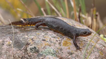 Bergmolch (Ichthyosaura alpestris), Villnachern