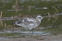 Schwarzkopfmöwe (Larus melanocephales), JK, Brugg