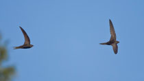 Mauersegler (Apus apus), Brugg