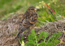 Berghänfling (Carduelis flavirostris), Sumburgh, Shetland GB