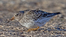 Meerstrandläufer, die geduckte Haltung ist auf den starken Wind zurückzuführen, Helgoland D