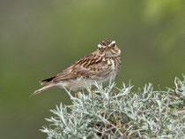 Heidelerche (Lullula arborea), Lesbos, Griechenland