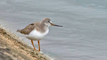 Terekwasserläufer (Xerus cintereus), Klingnauer Stausee