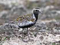Goldregenpfeifer im Prachtkleid, (Pluvialis apricaria), Pasvik, Norwegen