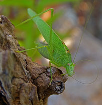 Grünes Heupferd (Tettigonia viridissima), Villnachern