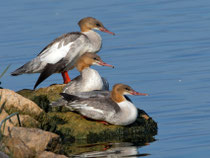 Gänsesäger (Mergus merganser) Jungvögel, La Sauge de Cudrefin