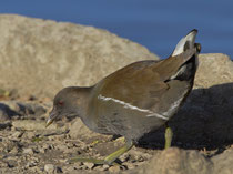 Teichhuhn, (Gallinula chloropus), Jugendkleid, Klingnauer Stausee