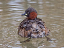Zwergtaucher im Prachtkleid, Flachsee