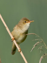 Sumpfrohrsänger (Acrocephalus palustris), Flachsee