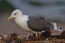 Mantelmöwe (Larus marinus), Helgoland, Deutschland
