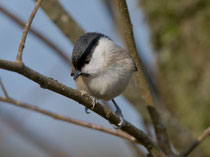 Sumpfmeise (Poecile palustris), Klingnauer Stausee