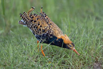 Kampfläufer (Philomachus pugnax), Männchen im Prachtkleid, Biebrza Nationalpark, Polen