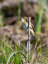Schilfrohrsänger (Acrocephalus schoenobaenus), Biebrza Nationalpark, Polen