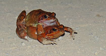 Grasfrosch (Rana temporaria), Bözberg