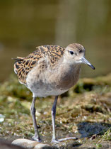 Kampfläufer (Philomachus pugnax) Jungvogel, Jona