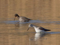 Grünschenkel (Tringa nebularia), mit Dunklem Wasserläufer, Klingnauer Stausee