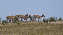 Reh  (Capreolus capreolus), Castro Verde, Portugal