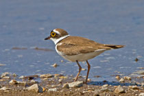 Flussregenpfeifer (Charadrius dubius), Kalloni, Lesbos