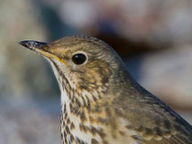 Singdrossel (Turdus philomelos), Helgoland D