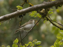 Berglaubsänger (Phylloscopus bonelli), Remigen