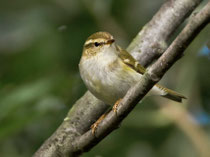 Gelbbrauen-Laubsänger (Phylloscopus inornatus), Helgoland 