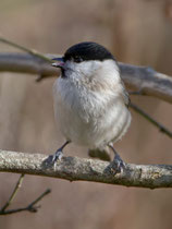 Sumpfmeise (Poecile palustris), Villnachern