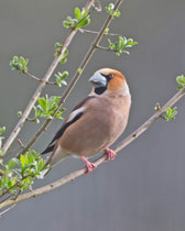 Kernbeisser (Coccothraustes coccothraustes), Villnachern