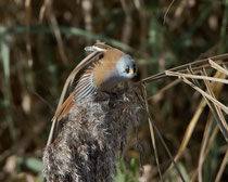 Bartmeise (Panurus biarmicus), Federsee/Bad Buchau, Deutschland