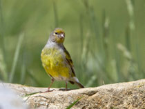 Zitronenzeisig (Carduelis citrinella), Flühli LU