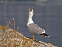Mittelmeermöwe (Larus michahellis), La Sauge de Cudrefin 