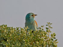 Blauracke (Coracias Garrulus),Castro Verde, Portugal