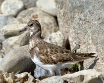 Steinwälzer (Arenaria interpres), Jona SG