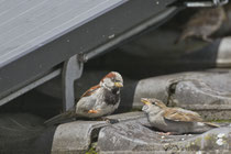 Haussperling (Passer domesticus), Villnachern auf Solardach