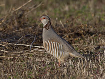 Felsenhuhn (Alectoris barbara), Fuerteventura