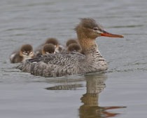 Mittelsäger-Weibchen mit Küken, Island