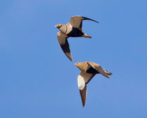 Sandflughuhn (Pterocles orientalis), Fuerteventura, Spanien
