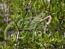 Europäisches Chamäleon (Chamaeleo chamaeleon), Portugal