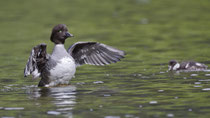 Spatelente W (Bucephala islandica), Island