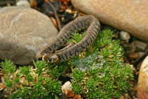 Ringelnatter (Natrix natrix), Villnachern