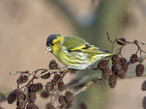 Erlenzeisig (Carduelis spinus), Klingnauer Stausee