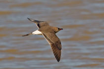 Rotflügel-Brachschwalbe (Glareola pratincola), Castro Verde, Portugal