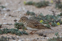 Stummellerche (Calandrella rufescens), Fuerteventura, Spanien