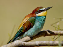 Bienenfresser (Merops apiaster), Belen, Extremadura E