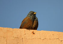 Hausammer (Emberiza sahari), Quarzazate, Marokko