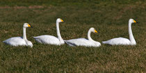 Singschwan (Cygnus cygnus), Möhlin